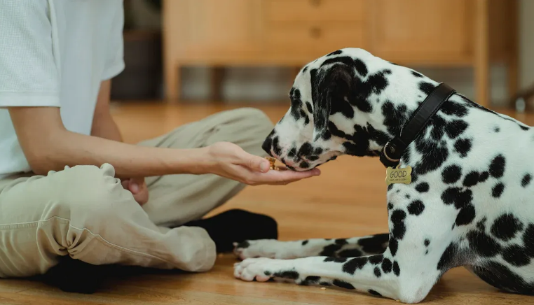 How Much Wet Food To Feed A Dog.png